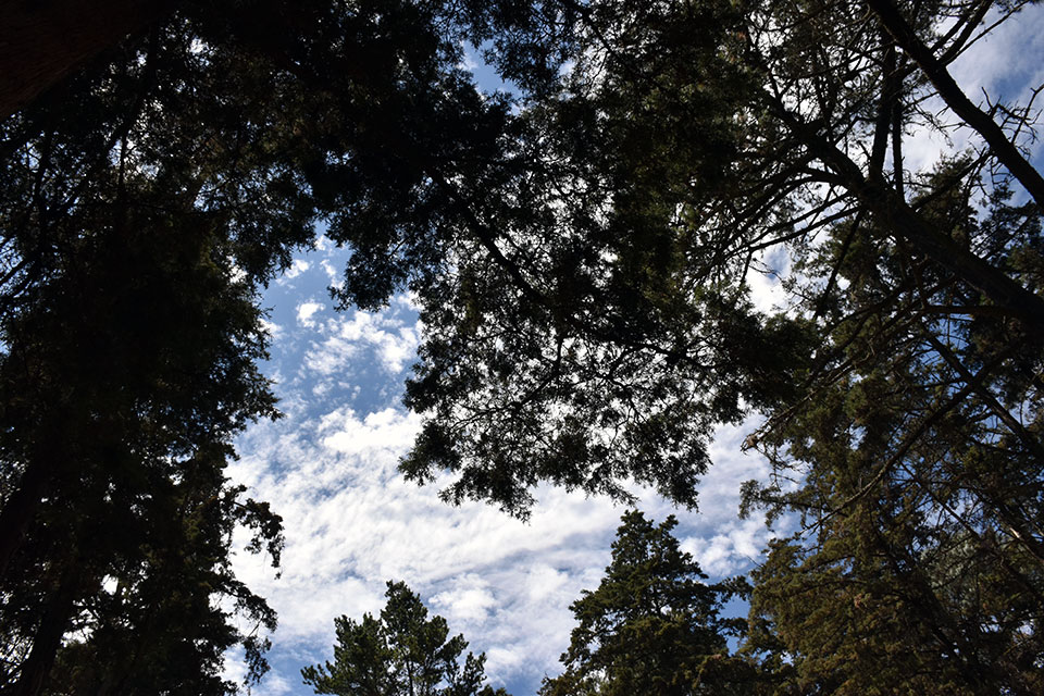 Bosque de Tlalpan y Casa de Cultura
